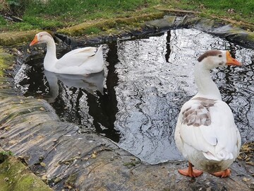 Venez rencontrer les animaux de notre mini-ferme, au camping Le Casties en Occitanie